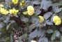 Untitled-Scanned-55.jpg (8736 bytes)