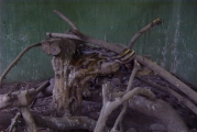 Untitled-Scanned-77.jpg (20996 bytes)